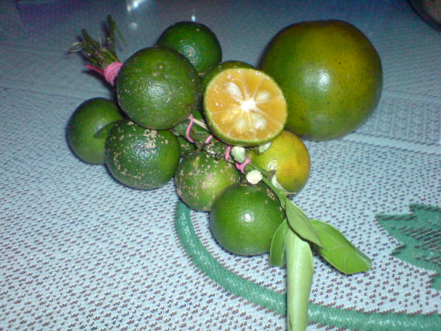 30+ Sambal Jeruk PNG