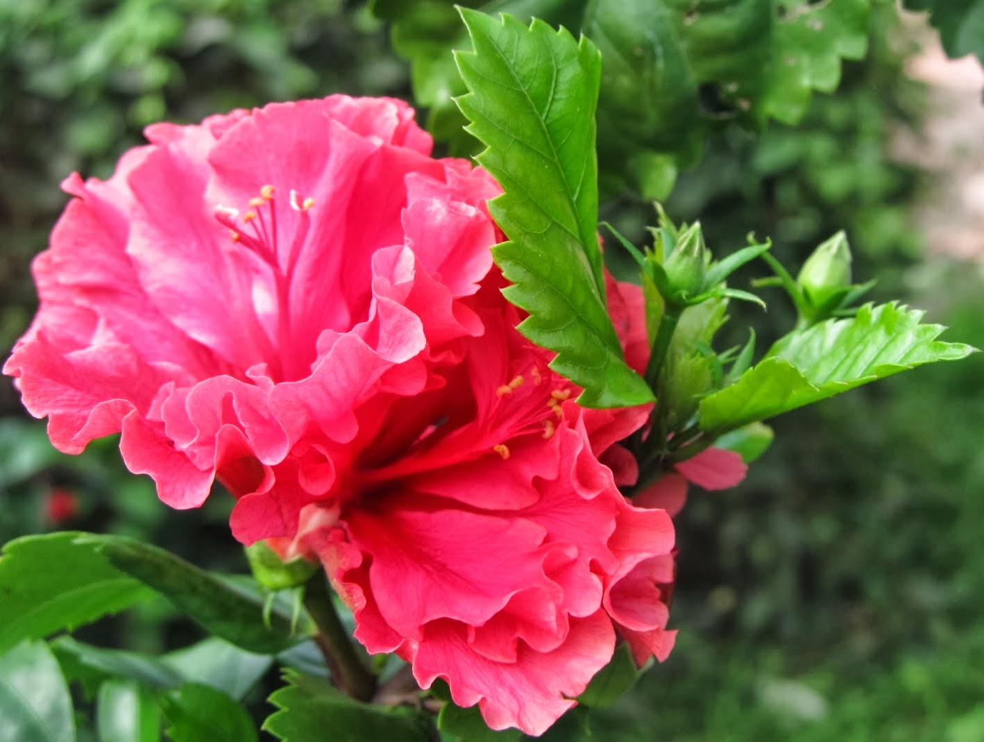 NATURAL & UNIQUE PHOTOGRAPHY BEAUTIFUL CHINA ROSE OR ARHUL FLOWER