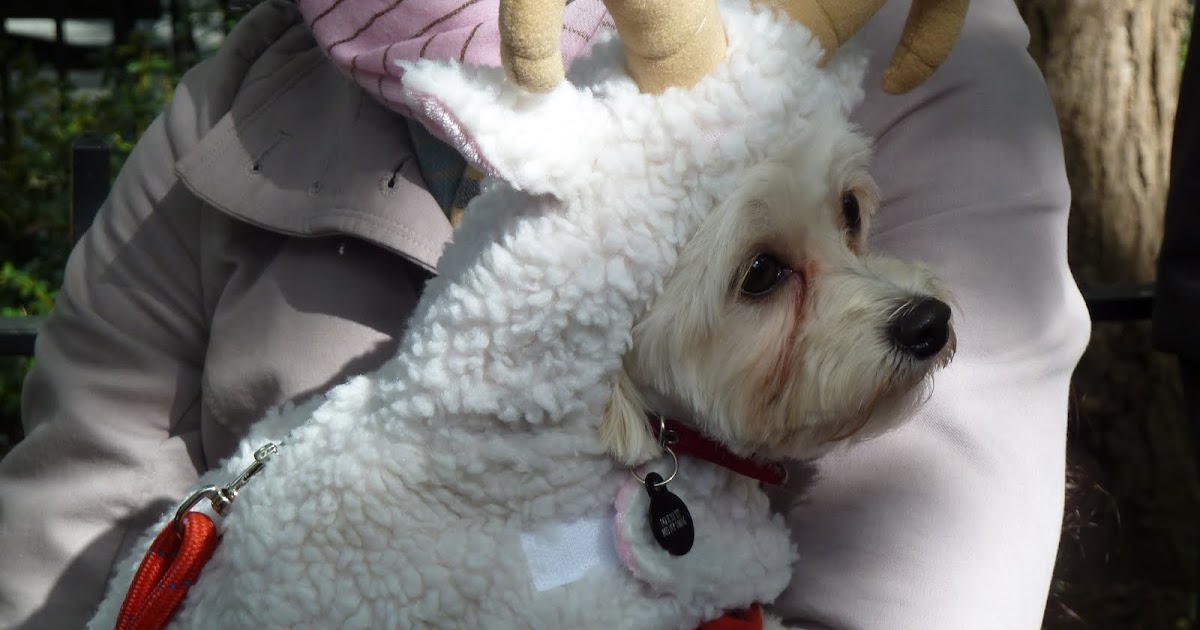 Tobyのニューヨーク郊外暮らし 犬パレードとコニーアイランド 犬パレード