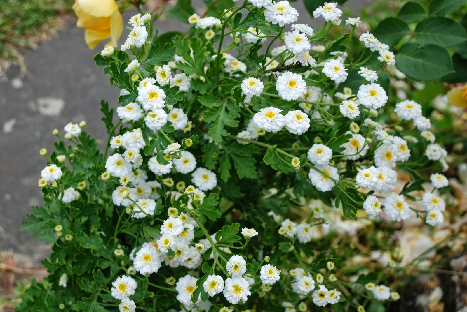 Bickenbach Blumen Juni 2014