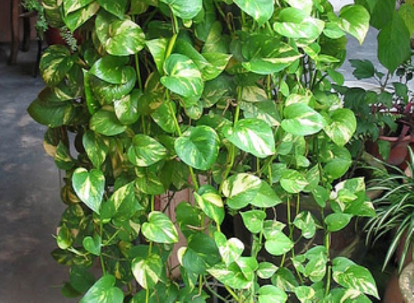 in my garden plants you can t kill in my garden plants you can t kill