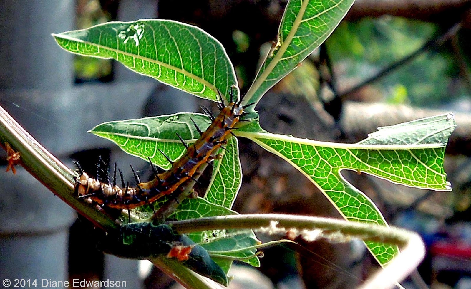 cattipillar that culrs up and has spikes or stungers cattipillar that culrs up and has spikes or stungers