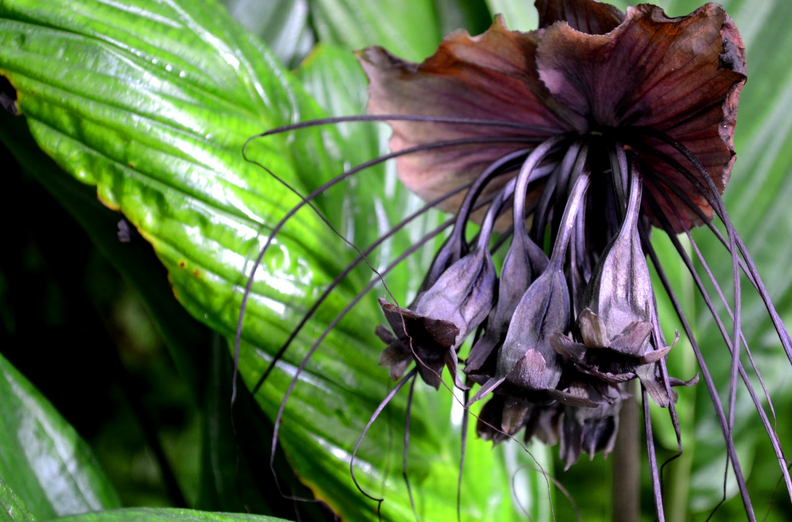 Dot's Photo Blog Bat Flower