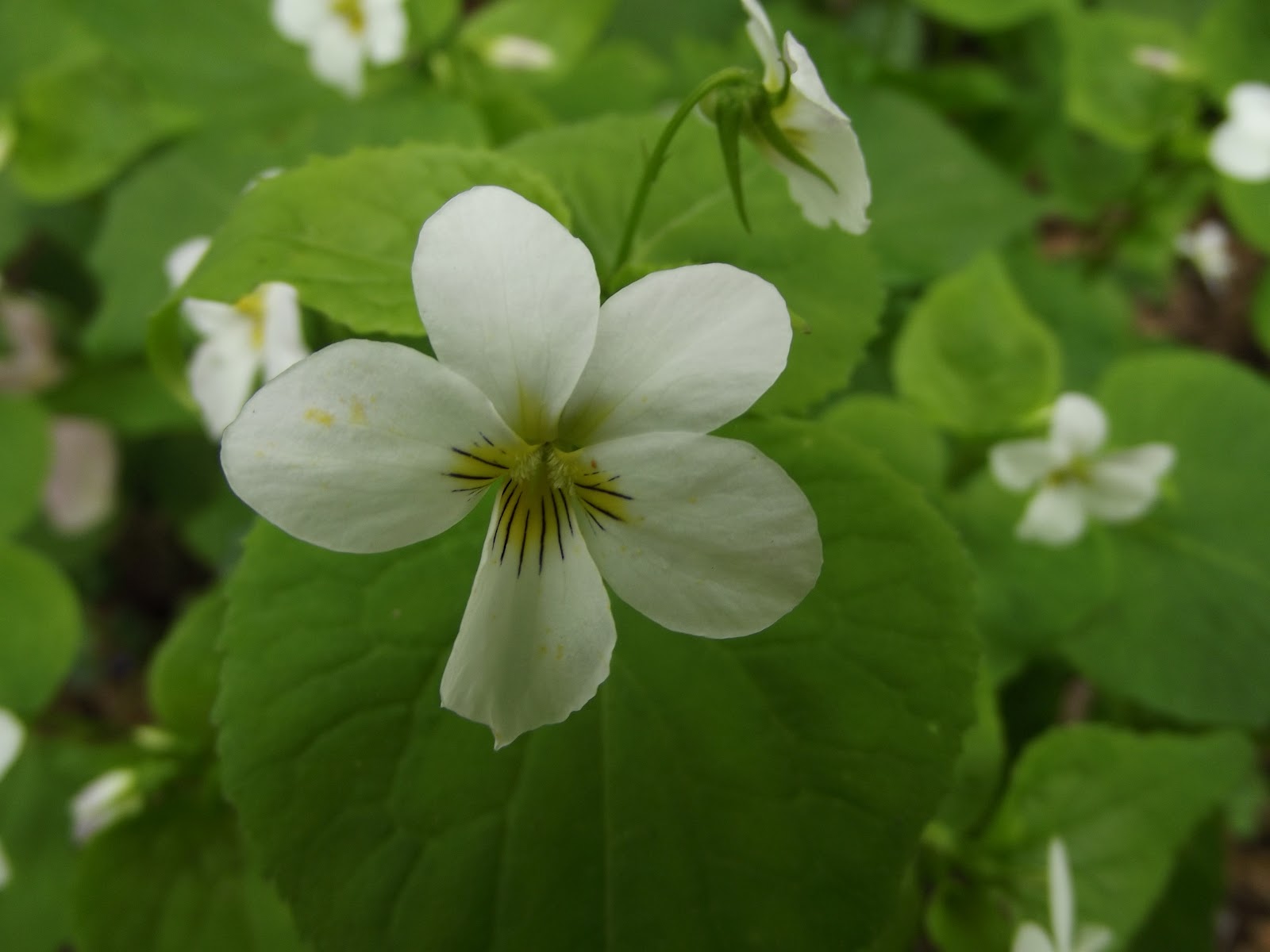 In The Garden Foamflower, White Violet