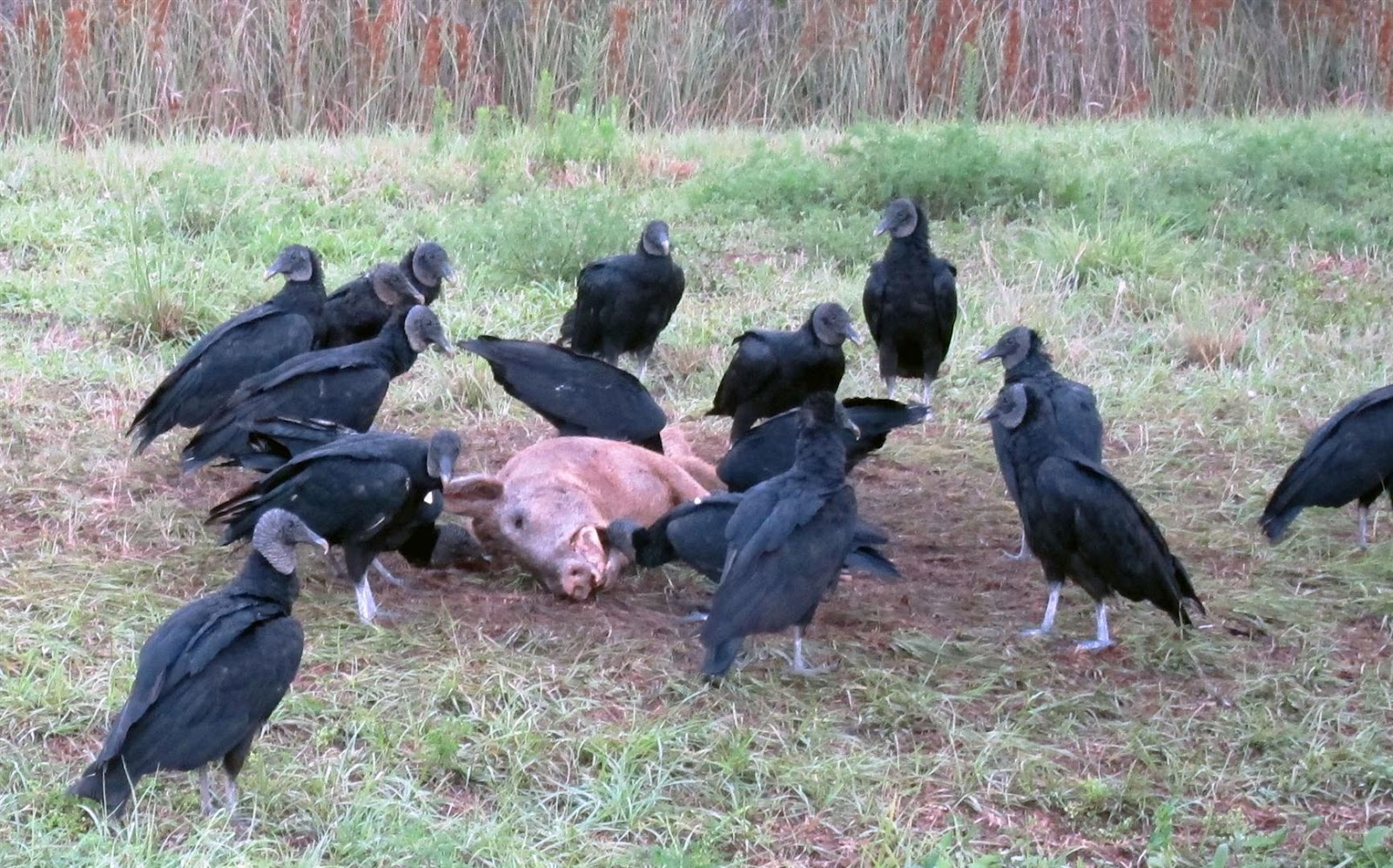vultures+eating+carcas+pig+florida+sanctuary+nasa+(Large).jpg