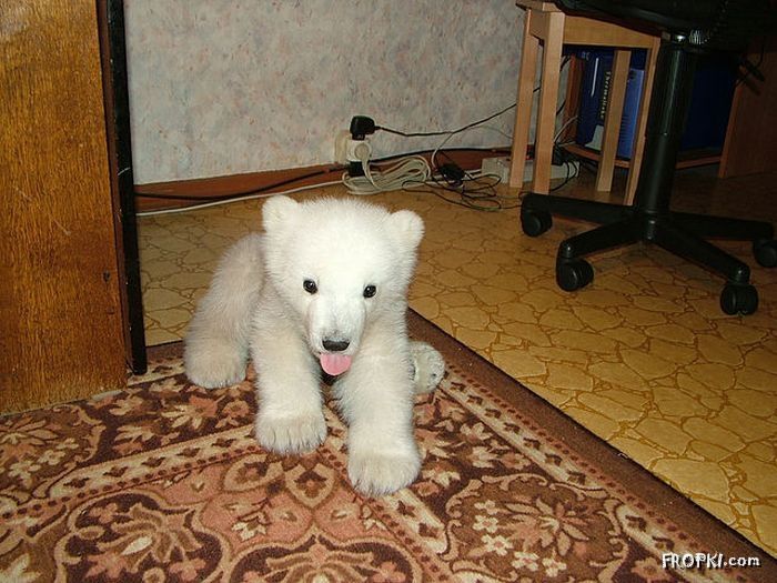 polar_bear_cub_rescued_1716-702820.jpg