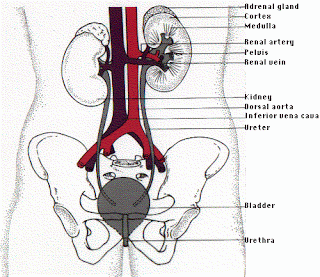 Organs n Body Parts: Kidneys : Pictorial Representations
