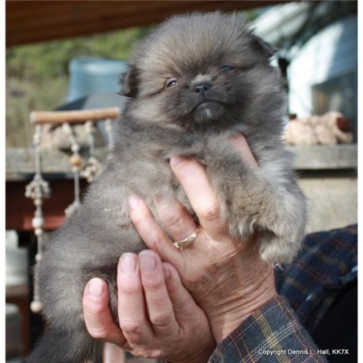 dogs that stay small hd animals small dogs that stay small dogs that stay small hd animals small dogs that stay small