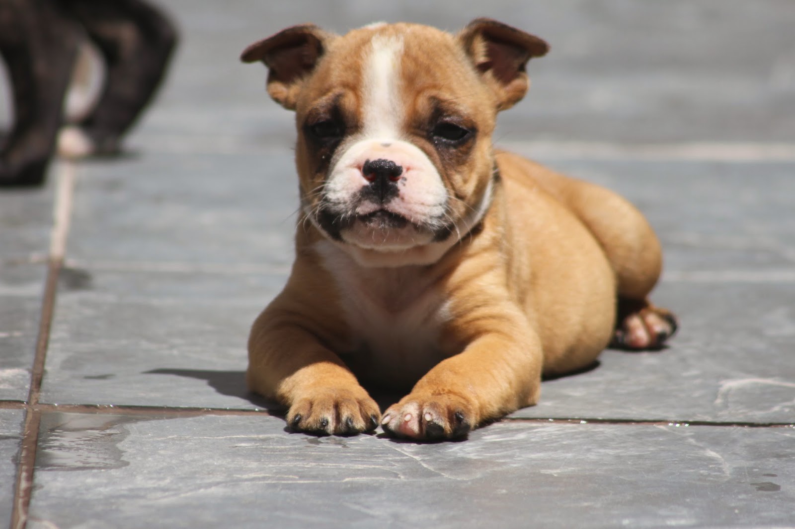 Filhotes Cães Bully Gatos Gigantes Criadores Ecologicamente