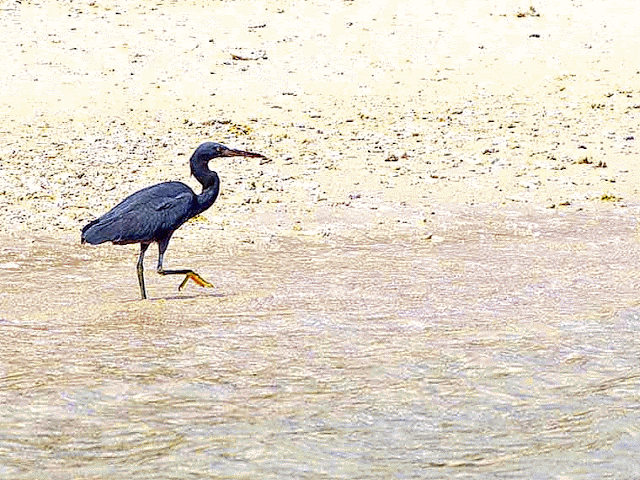 black Pacific Reef Egret, walking on shore