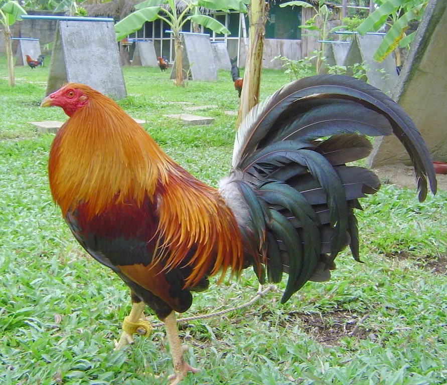 Breeding cock fighting