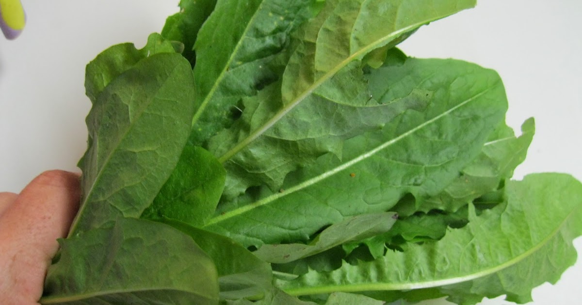 Wild Edible Texas Dandelion Greens