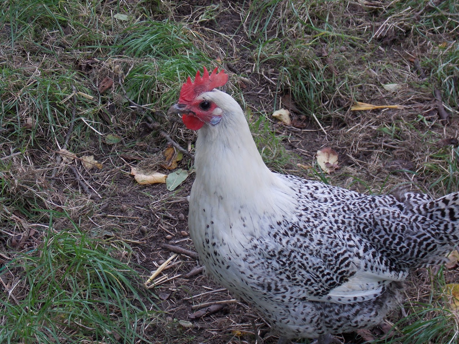 ou trouver une prostituée sur cavaillon