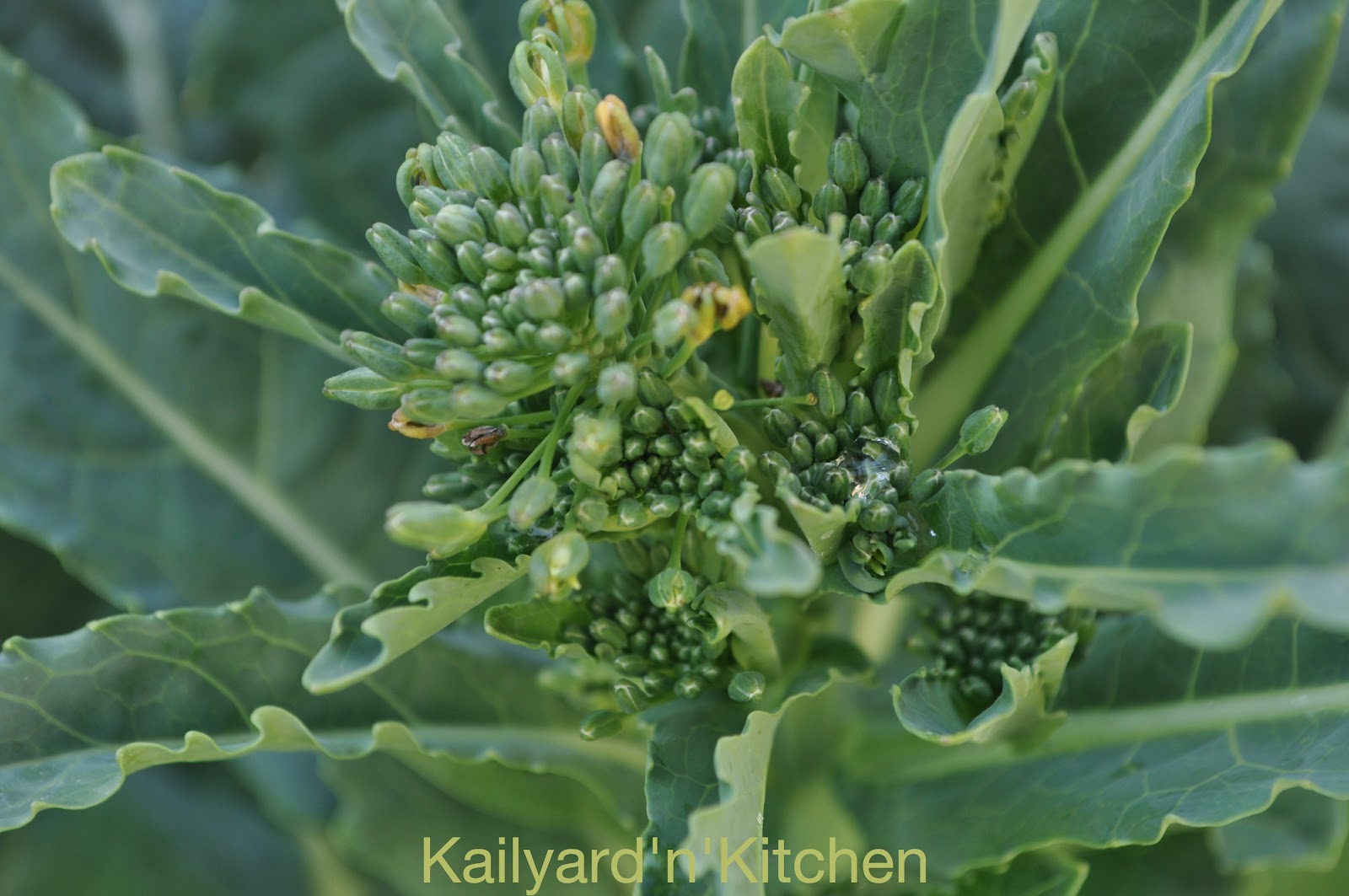 Collards – All You Need to Know