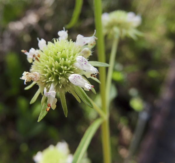 Gallberry Honey One Of The Best Honeys In Georgia And