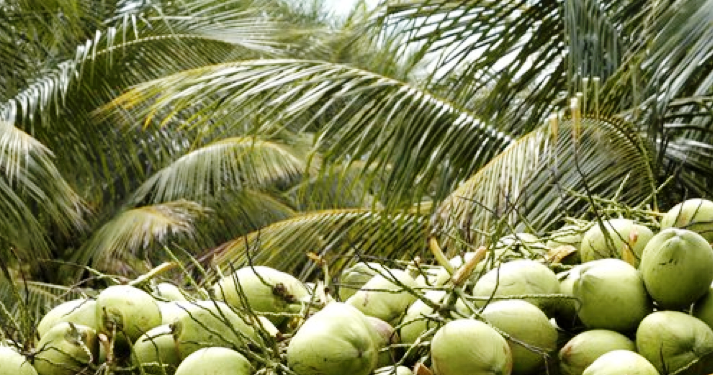 1 acre coconut farm income picture