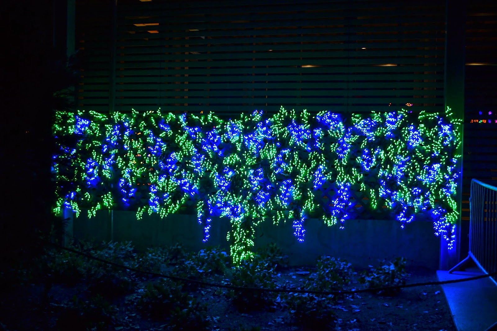 The Outlaw Gardener Garden d'Lights at Bellevue Botanical Garden