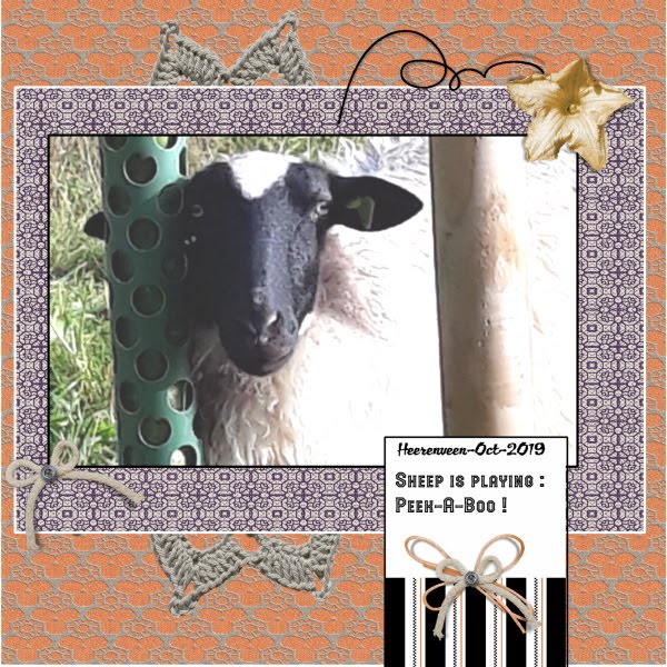 Oct.2019 - Sheep ...Peek-a-boo ...