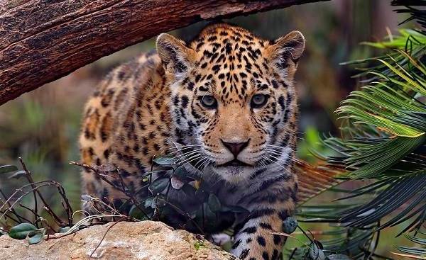 Jaguar Pride