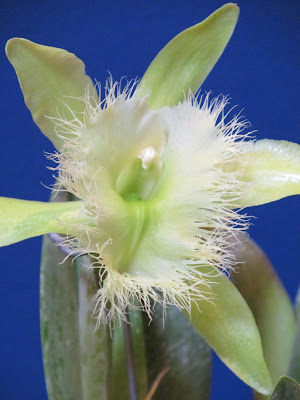White orchid with fuzzy center