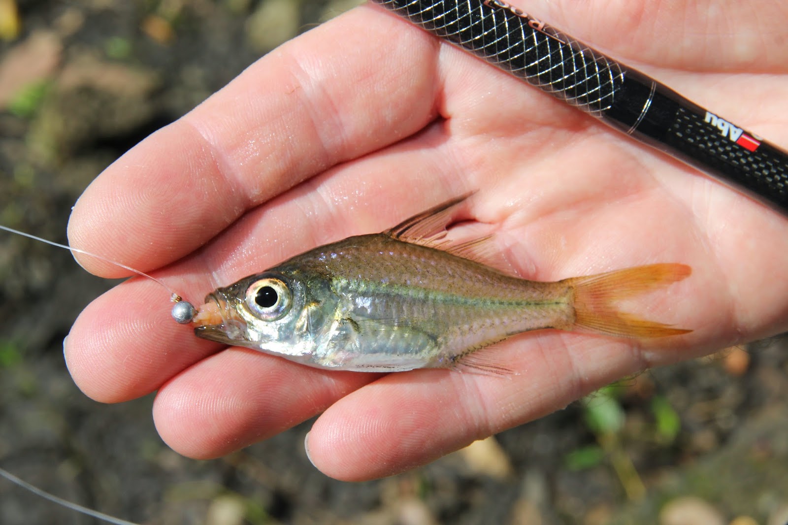 Sam Edmonds Fishing Blog Mauritius a quest for new species!