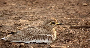 Indian Stone Curlew:-This bird was sitting next to the road.A master of disguise and camouflage.