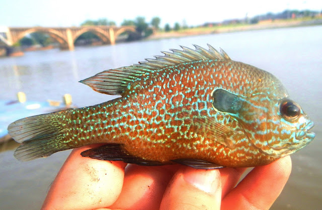 Longear Sunfish