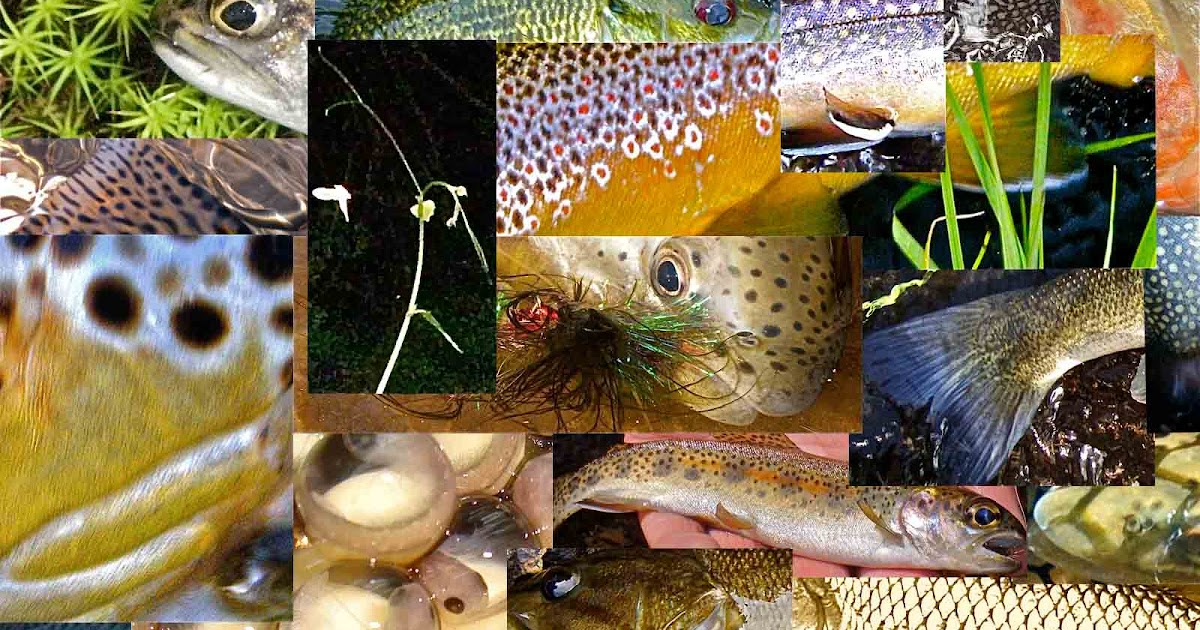 Angler Management The Details