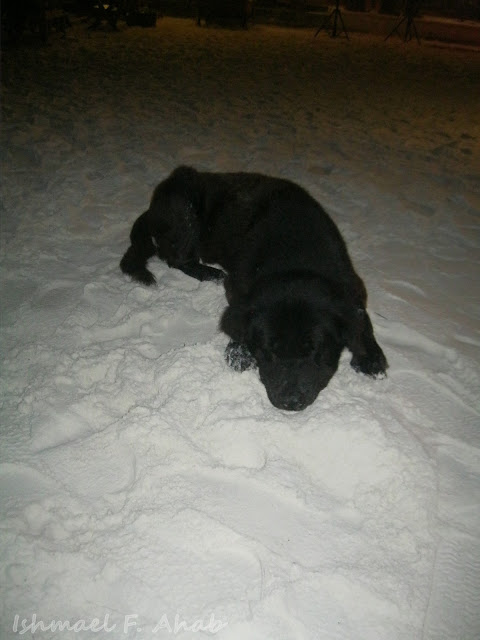 Black dog of Koh Samet Island