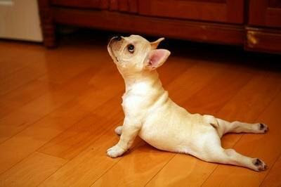 MAXIMO_PLACER_mi_perro_hace_yoga