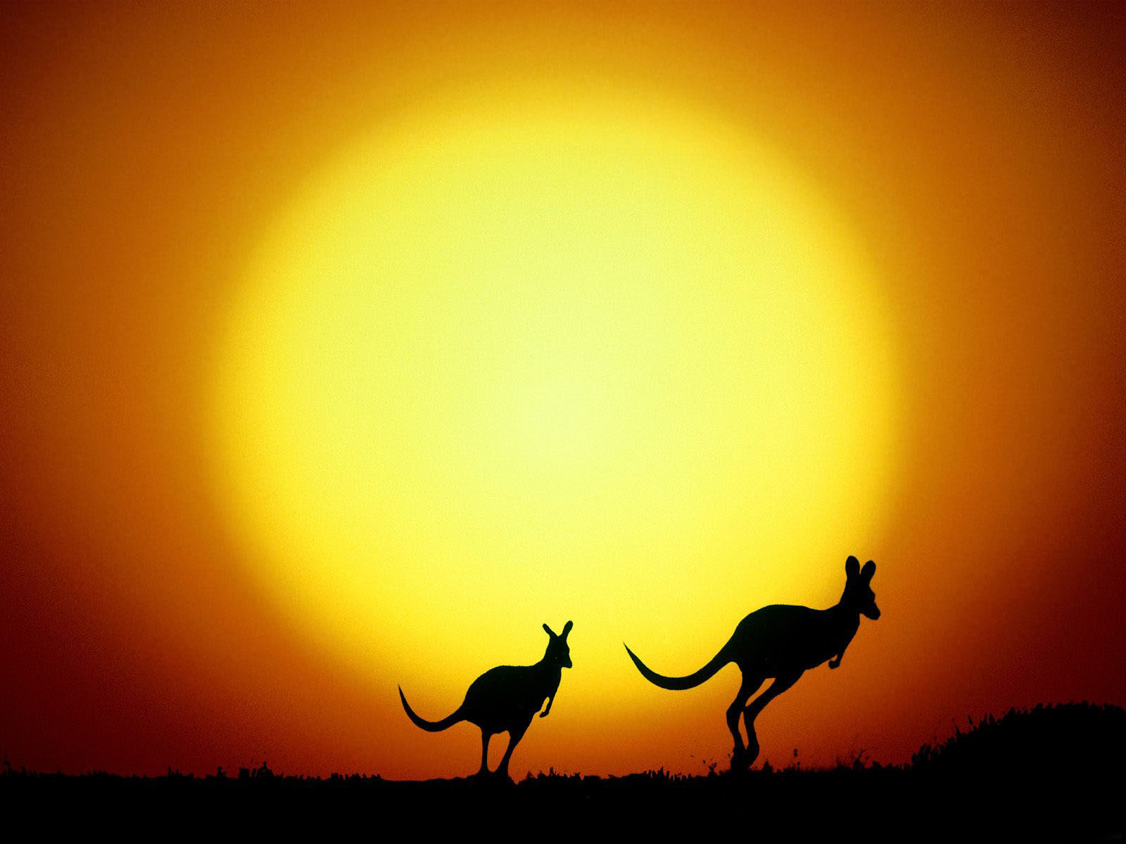 Animals Wallpapers hd wallpapers of australian animals