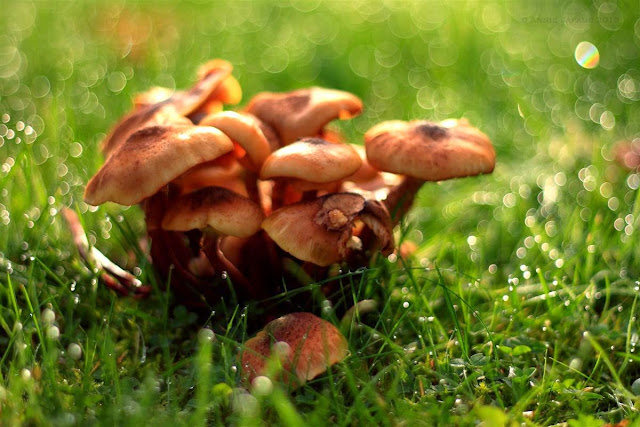 mushrooms in the grass, raindrops