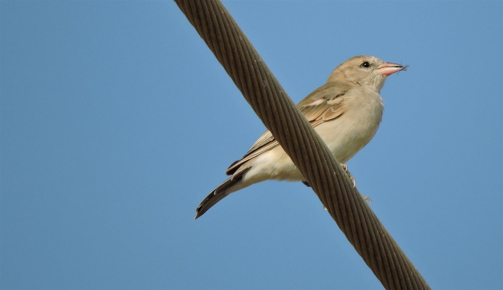 Birding for a Lark Yellow throated sparrow on New Year's Day