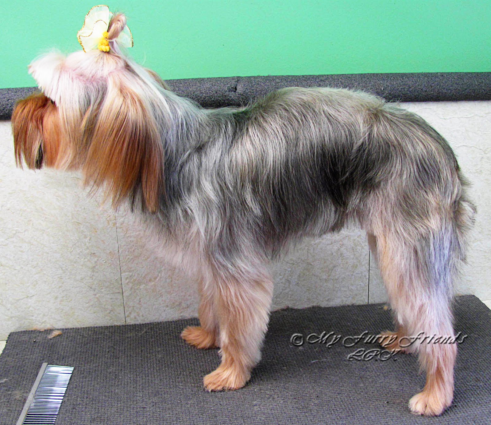 Why Is My Yorkies Hair So Thin