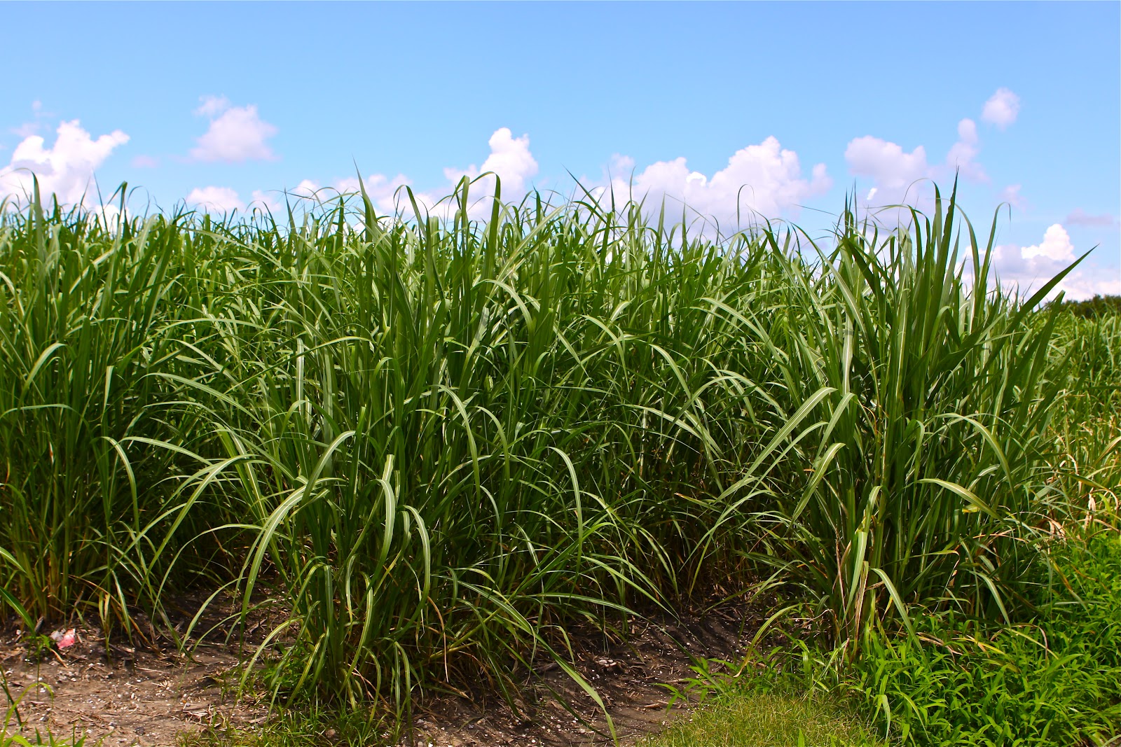 Sweet Southern Days Mississippi River Road Nottoway Plantation