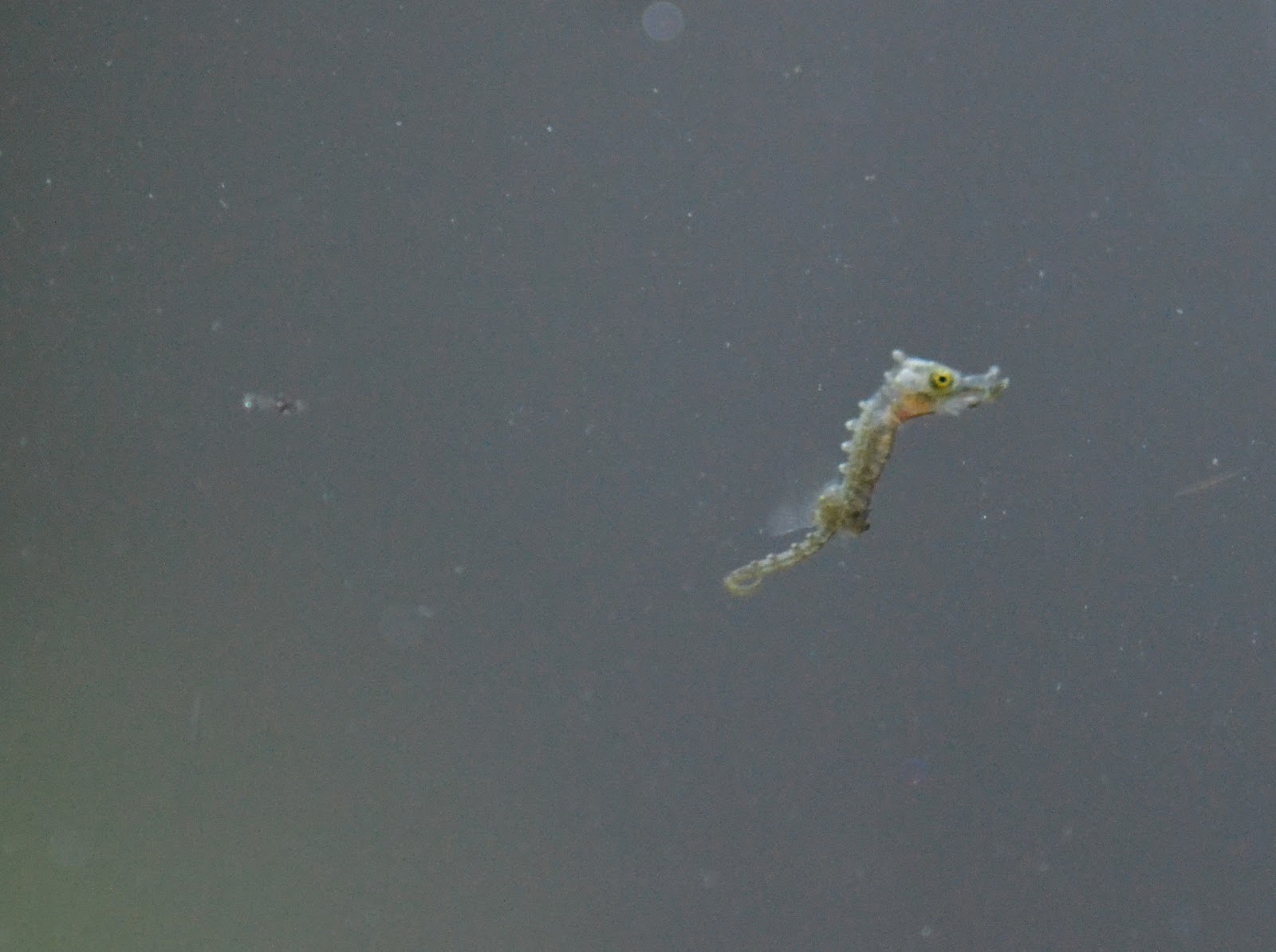 Virginia Fishes Just born! Video of newborn baby seahorses