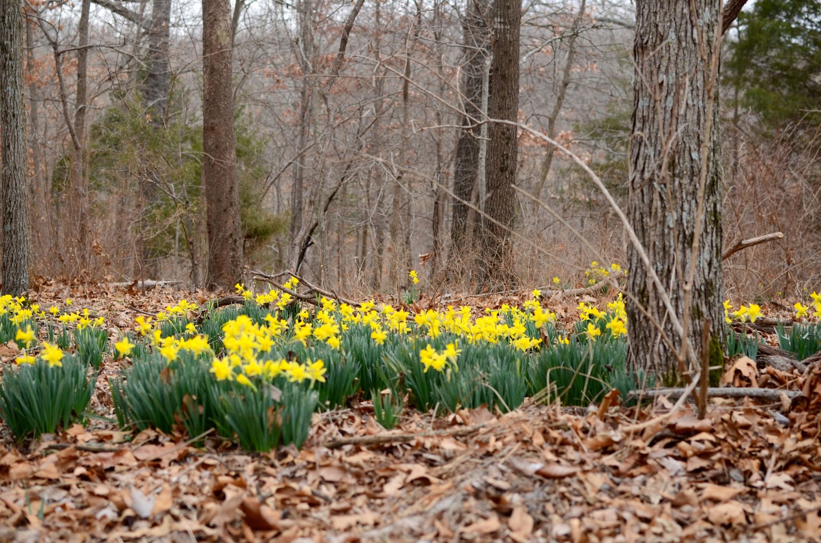 The Rosy Life Daffodils.