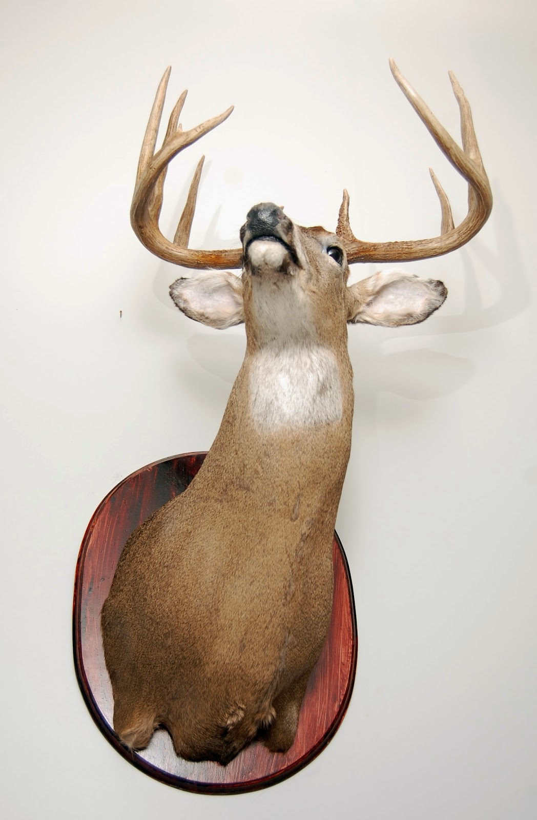 Diamond Tooth Taxidermy