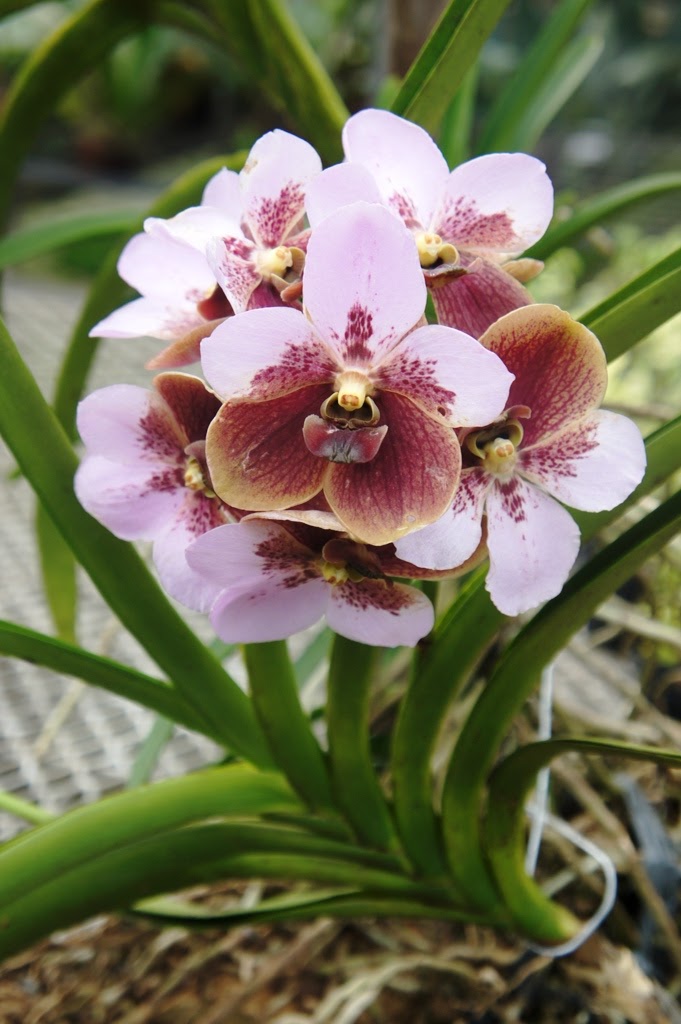 OUR PHILIPPINE TREES WalingWaling Time!