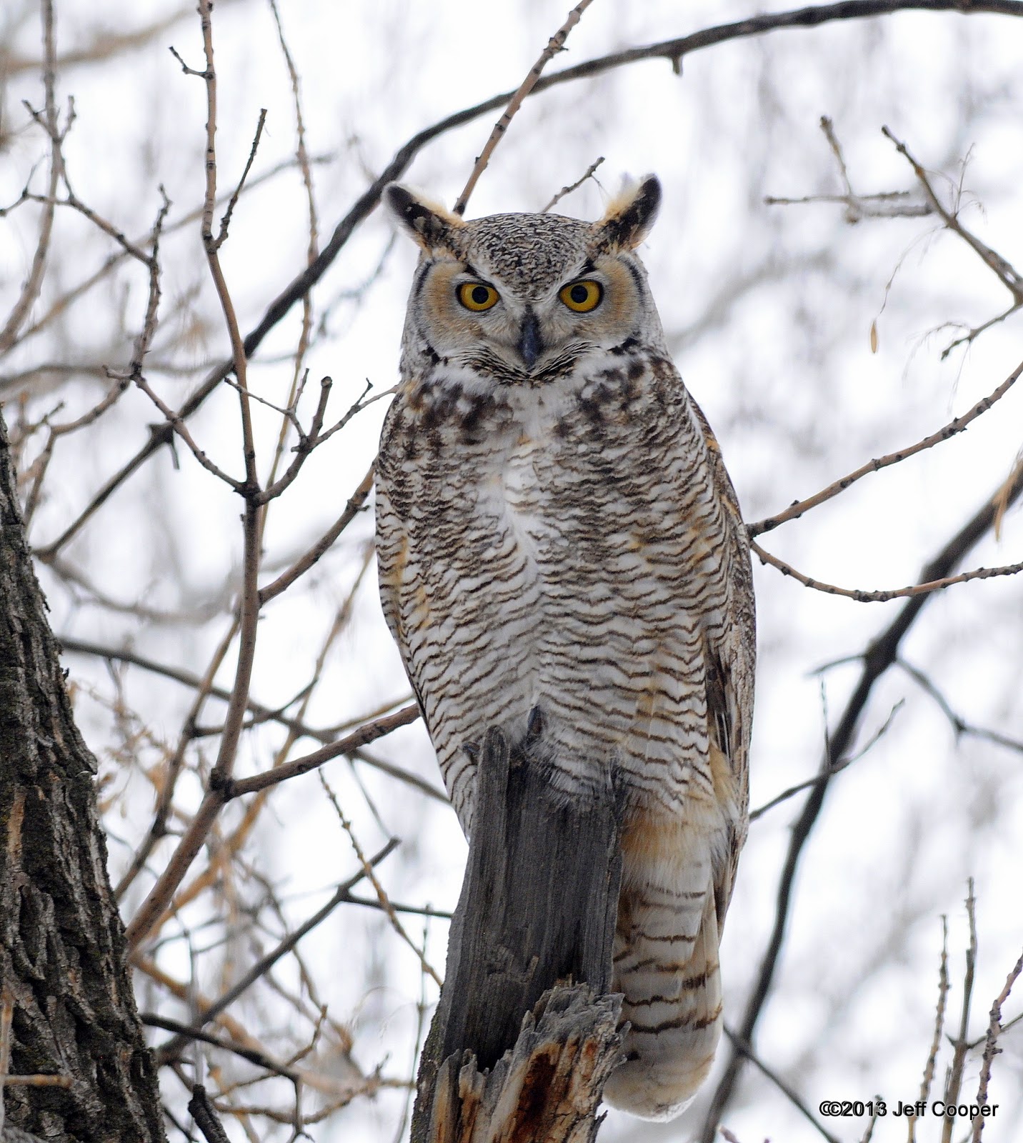 NeoVista Birding Great Horned Owls Heating Up In Frozen Utah