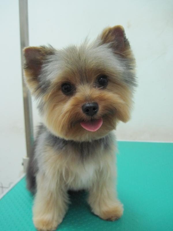 yorkie puppy cut images terrier yorkie puppy cut yorkie haircuts terrier cuts and hairstyles best yorkie puppy cut images terrier yorkie puppy cut yorkie haircuts terrier cuts and hairstyles best