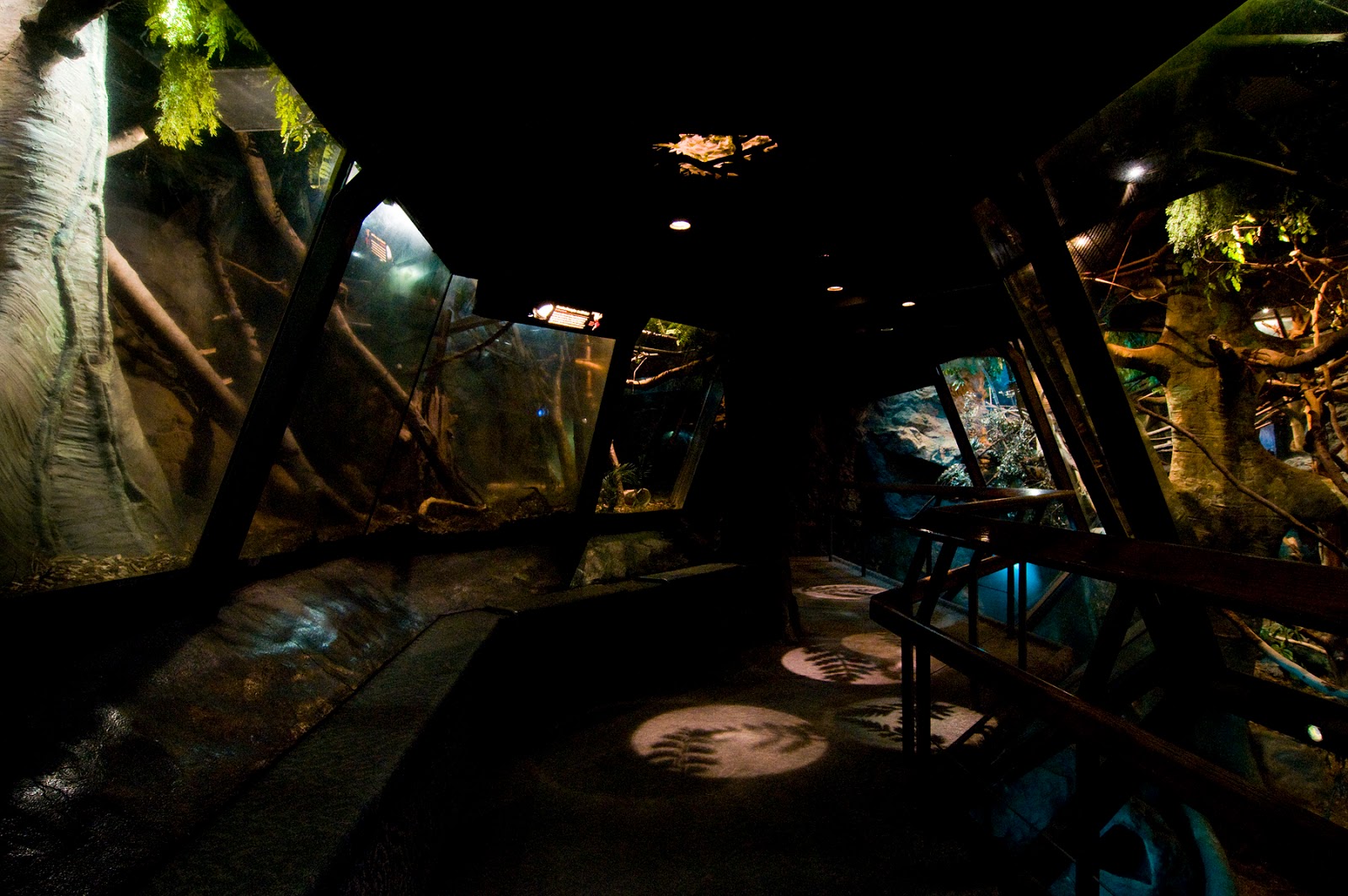 Woodland Park Zoo Blog The Night Exhibit rises