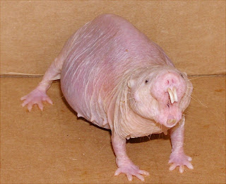 Funny Naked Mole Rat