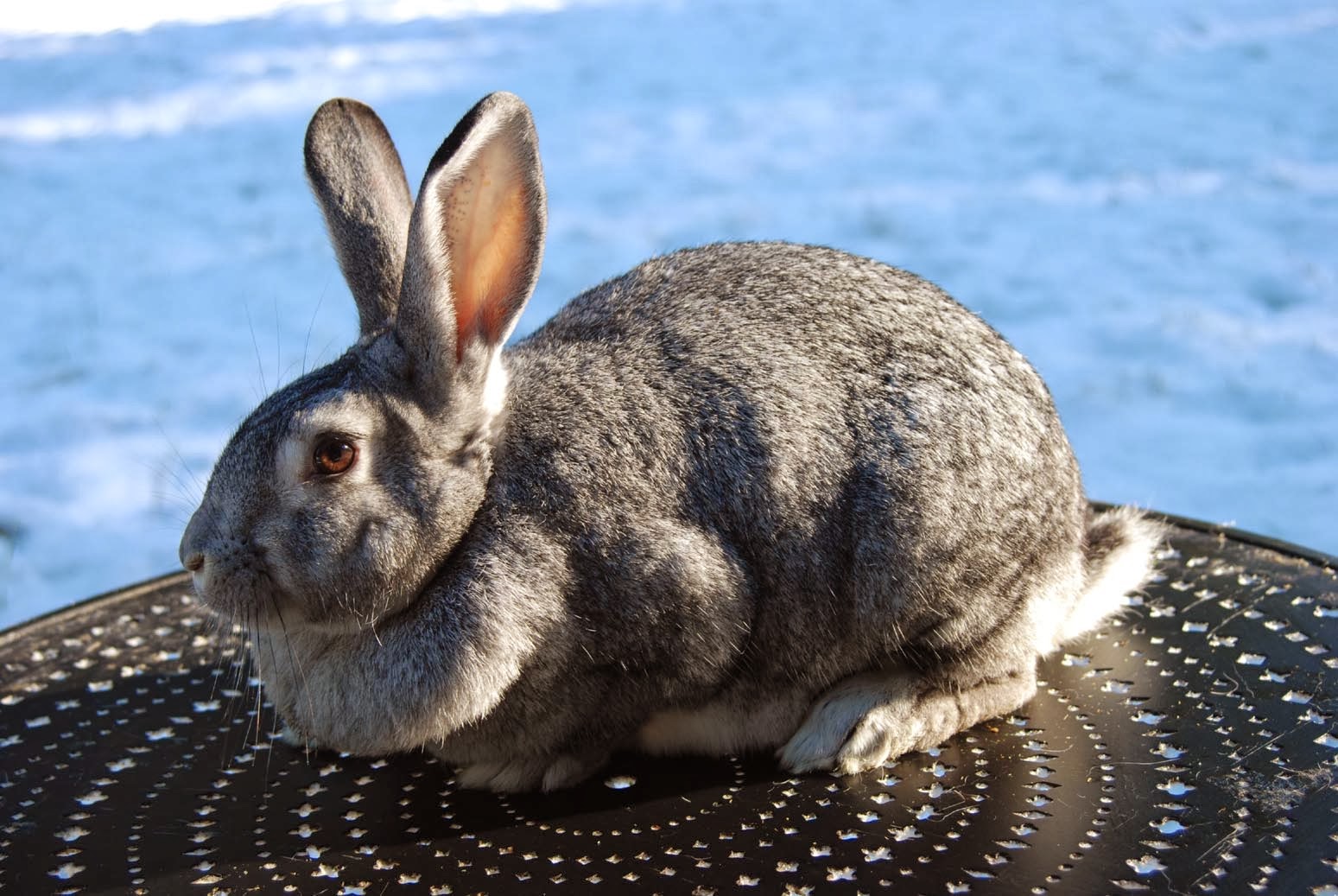 Applegarth Farm American Chinchilla and Cinnamon Rabbits