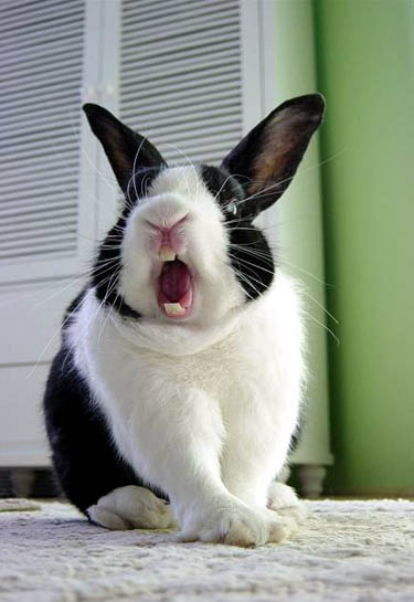 Funny Rabbit Photos