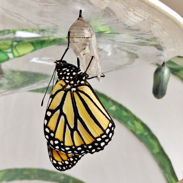 no big dill Butterflies Being Born!