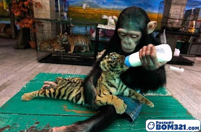 Monyet Menyusukan Anak Harimau