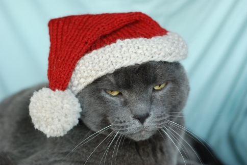 Image result for Cat santa with coal