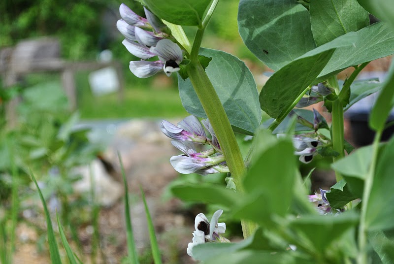 [Bild: mai_puffbohne1_20140529.jpg]