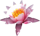 A Flor de Lotus ou Padma